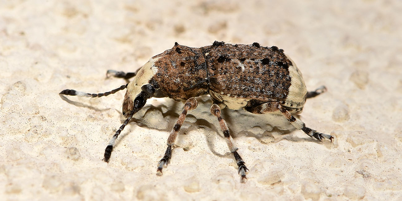 Anthribidae: Platystomos albinus?  S, femmina